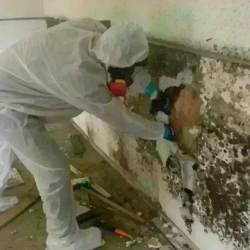 Mold Remediation and Removal in Alamosa County, CO